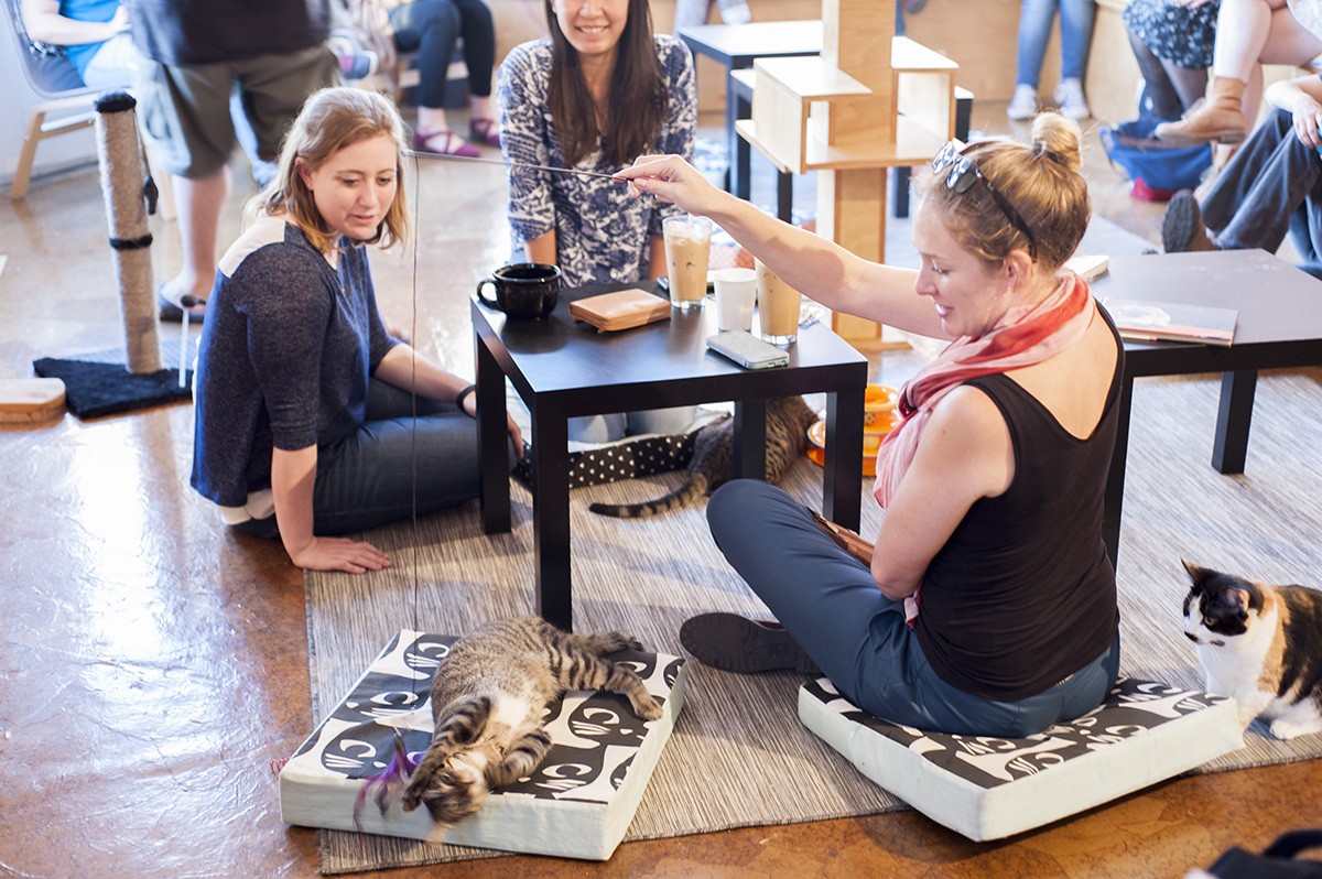 Mauhaus Cat Cafe Is Bringing Joy — and Cats — to Maplewood | Food Blog