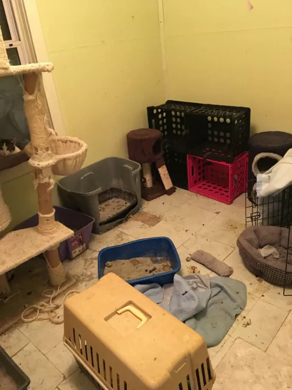 Klansman Frank Ancona S Reveals Cat Ding Situation To Enlarge A Room In The Home Of Leader Frank Ancona Is Filled With Litter Bo