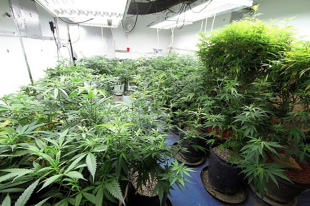 Recreational and Medical Marijuana in Massachusetts Condominiums