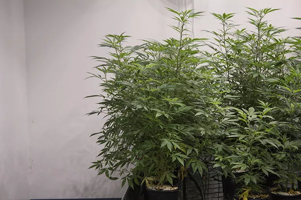 A 2014 law signed by then-Governor Jay Nixon allows Missourians to access medical cannabis made from CBD, but only if they suffer from seizures that cannot be treated by traditional pharmaceutical drugs. - SARA BANNOURA