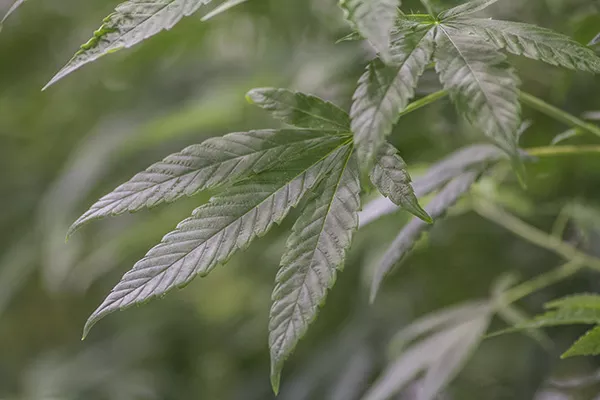 At the BeLeaf facility, special lights and precisely controlled injections of nutrient-laced water ensure the plants are harvested on schedule after a twelve-week growth cycle. - SARA BANNOURA