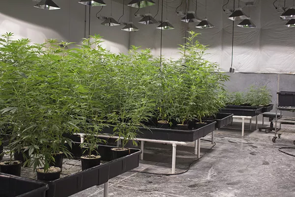 Some of the hundreds of cannabis plants growing inside the cultivation center at BeLeaf Company, which is located in a former Verizon customer care center. - SARA BANNOURA