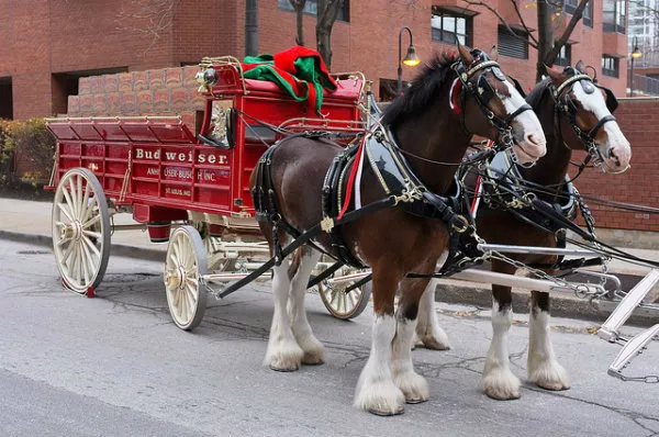 Budweiser Clydesdale Schedule | carfare.me 2019-2020