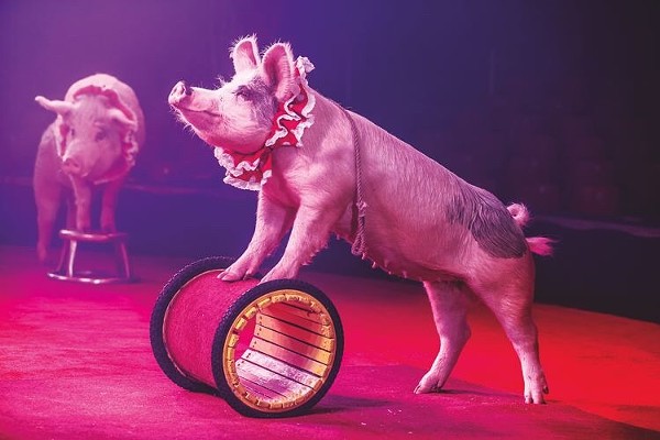 Circus Flora Launches This Weekend, With a New Home and Piggy Performers | Arts Blog