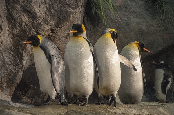 Reopening St. Louis Zoo&#39;s Penguin & Puffin Coast | St. Louis | Slideshows | St. Louis News and ...