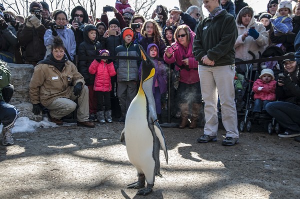 Reopening St. Louis Zoo&#39;s Penguin & Puffin Coast | St. Louis | Slideshows | St. Louis News and ...