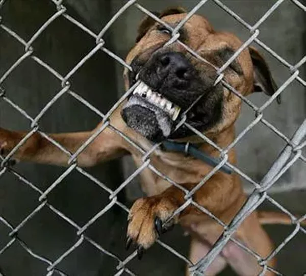 Humane Society Not Liable For Dog Bite Court Finds News Blog