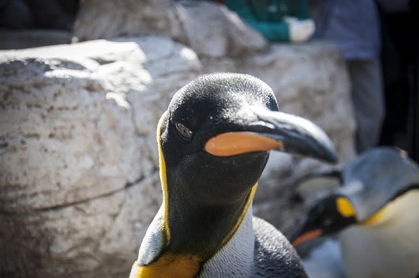 What It&#39;s Like to Get Bitten By This Penguin During a St. Louis Zoo Penguin Parade | News Blog