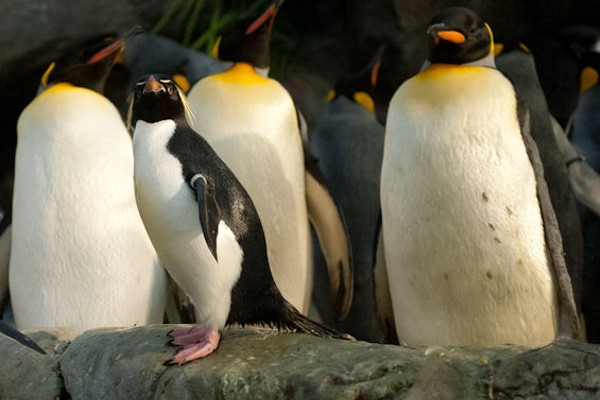 9 Reasons to Celebrate the Grand Re-Opening of Saint Louis Zoo&#39;s Penguin & Puffin Coast | News Blog