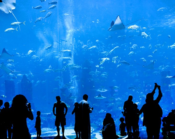 The New St. Louis Aquarium Is No Cause for Celebration | Arts Blog