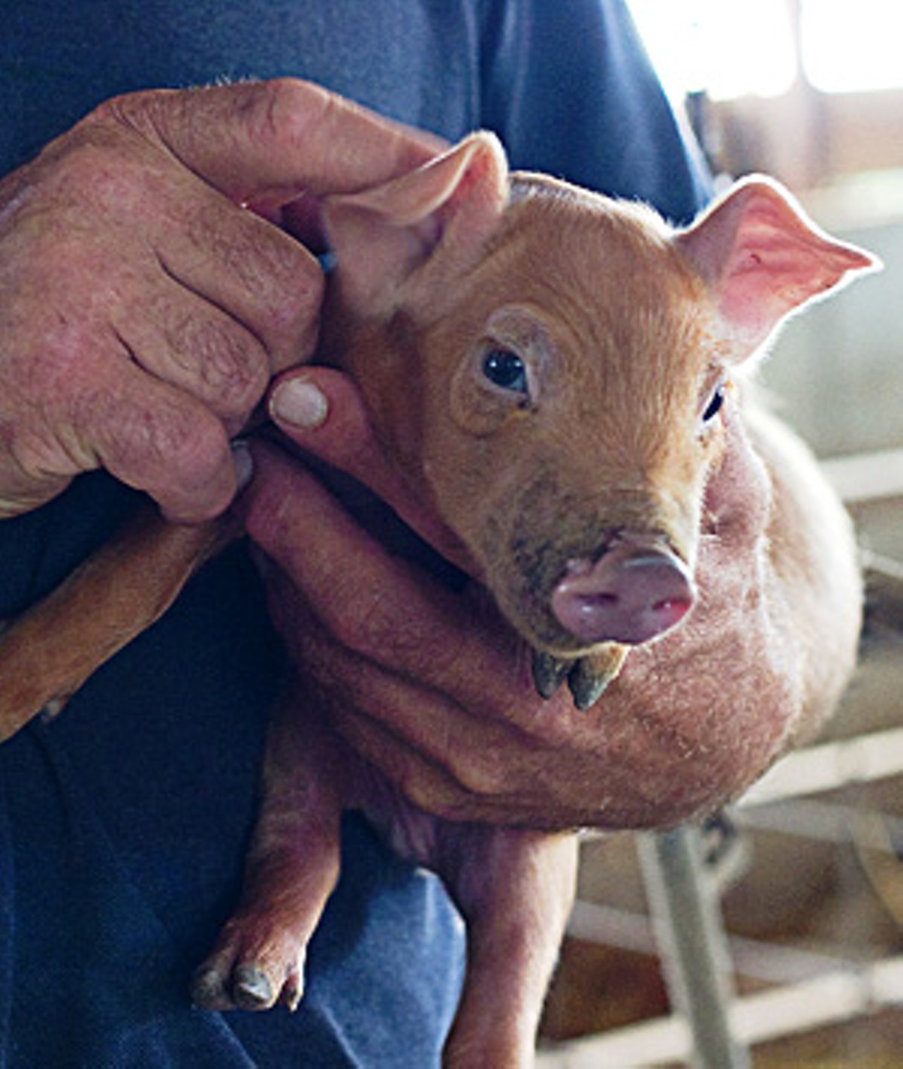 The Pope of Pork: In tiny towns across Missouri, old-school hog farming stages a comeback — and ...