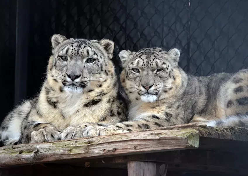 Snow leopards at the Seneca Park Zoo. - PHOTO COURTESY KELLI O'BRIEN / SENECA PARK ZOO