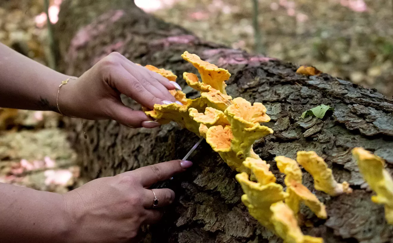Wild foraged foods are on the menus at these Rochester restaurants