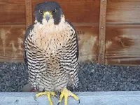Beauty, a beloved downtown falcon, dead at 15
