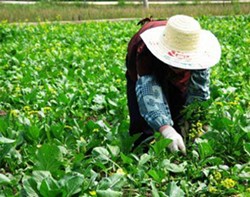 A migrant farmworker. - PHOTO PROVIDED BY WAMC.ORG