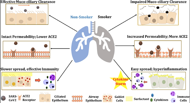 Irfan Rahman, a researcher at the University of Rochester Medical Center, says his studies show people who smoke or vape nicotine have elevated levels of the receptors that allow the novel coronavirus to gain entry to the lungs. - GAGANDEEP KAUR, GIUSEPPE LUNGARELLA AND IRFAN RAHMAN / JOURNAL OF INFLAMMATION