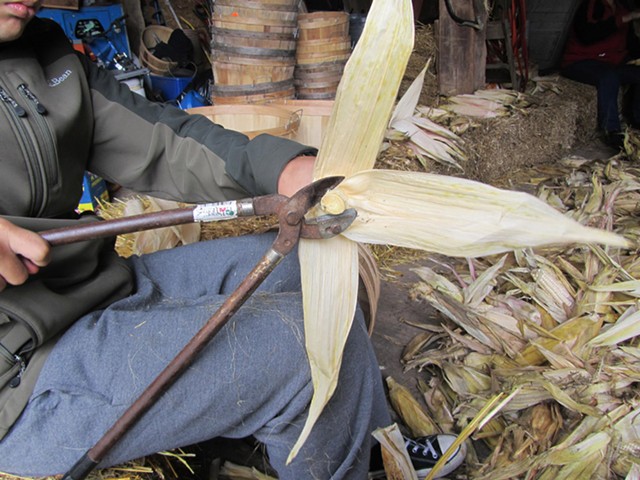 Preparing ears of white corn to be braided together before drying. - PHOTO PROVIDED