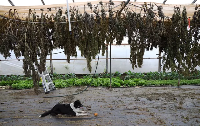 CBD buds left on drying racks at a farm in Spencerport. - PHOTO BY MAX SCHULTE