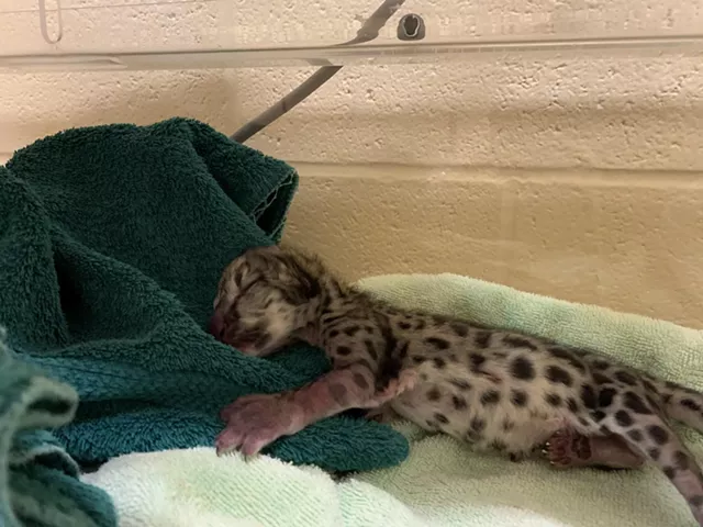 Timila, Seneca Park Zoo’s 4-year-old snow leopard, has given birth to one male cub. - PHOTO PROVIDED BY SENECA PARK ZOO