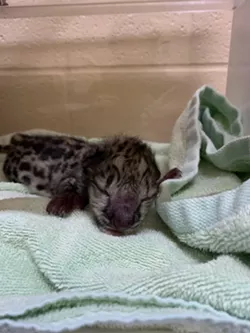 Timila, Seneca Park Zoo’s 4-year-old snow leopard, has given birth to one male cub. - PHOTO PROVIDED BY SENECA PARK ZOO