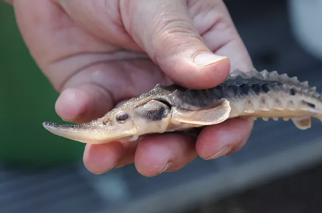 One of the 1,015 lake sturgeon fingerlings released into the Genesee River during a 2014 event. - PHOTO BY JEREMY MOULE