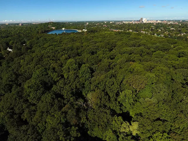 Friends of Washington Grove announced that the 26-acre woodland was added to the Old Growth Forest Network. This photo was taken near the Nunda Blvd. trailhead entrance looking west. - PHOTO BY MAX SCHULTE / WXXI NEWS