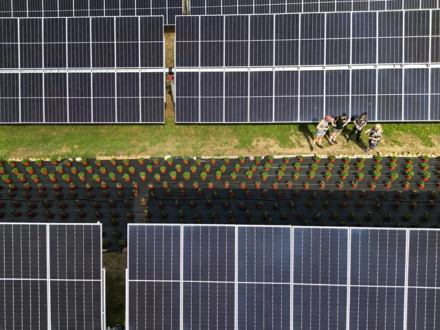 “The bottom-line question is if you’re growing something under a solar panel or solar farm, will it make economic sense? - That’s one of the challenges here,” said Cornell’s Max Zhang. - PHOTO BY MAX SCHULTE