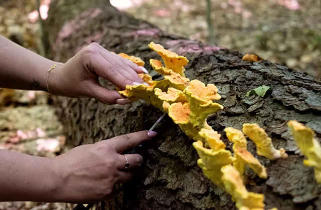 Dk cuts "chicken-of-the-woods" mushrooms from a fallen log in a suburban county park, one of the places she forages wild food for local restaurants. - PHOTO BY JACOB WALSH