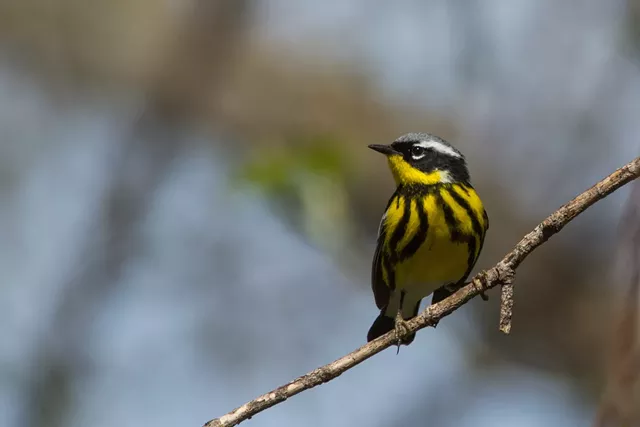 A magnolia warbler. - FILE PHOTO