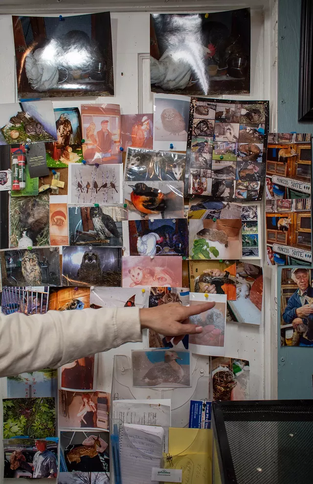 The walls of Bellman's workshop are covered in photos of his favorite animals. - PHOTO BY JACOB WALSH