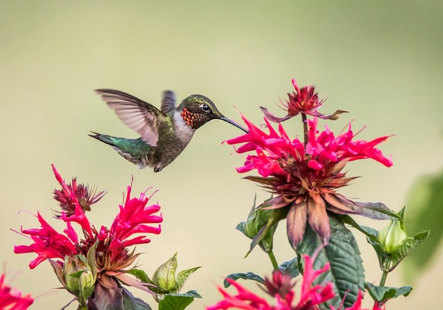 A hummingbird - PHOTO BY AARON WINTERS