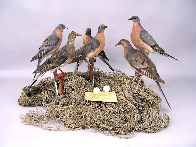 RMSC's collection of passenger pigeon specimens has been tapped to help in the effort of bringing the extinct bird back to life. - PHOTO PROVIDED