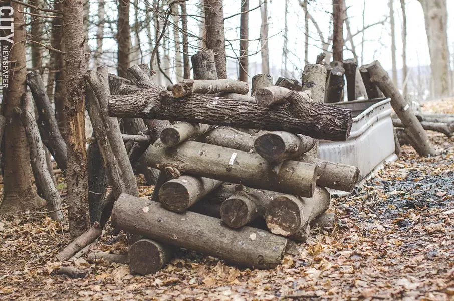 Noah and Abe inoculate the logs with a mushroom spawn and it will take about a year or longer before mushrooms can be harvested. - PHOTO BY MARK CHAMBERLIN