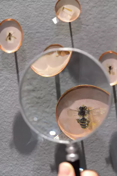 Heather Green's "Pinpoints of Perception," installed at Hartnett Gallery, includes dozens of life-sized paintings of bees as part of an ongoing project to document 1000 of the species native to the Sonora Desert. - PHOTO PROVIDED