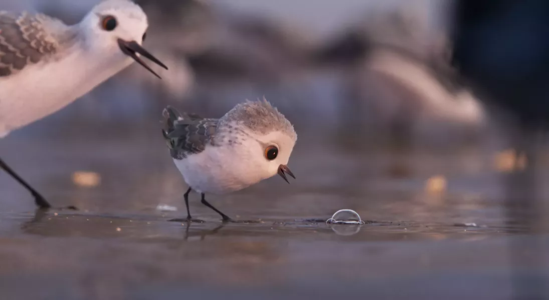 "Piper"
