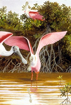 Detail of Arthur Singer's mid-1990's oil painting, " Roseate Spoonbills at Ding Darling," on view at University Gallery as part of "Arthur Singer: The Wildlife Art of an American Master."
