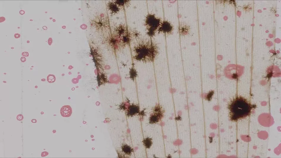 A still from Ja'Tovia Gary's "Giverny I: Négresse Impériale." - PHOTO PROVIDED