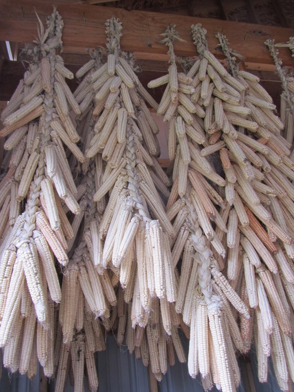 White corn braided together and drying. - PHOTO PROVIDED