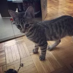 Lorenzo, one of Lori Hamilton's cats, when he was a kitten. Her variety show includes cats telling kids' jokes. - PHOTO BY PROVIDED BY LORI HAMILTON