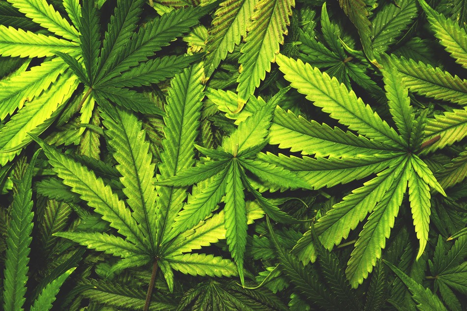 New Mexico Cannabis Legalization Bill Introduced on House Floor - KRWG