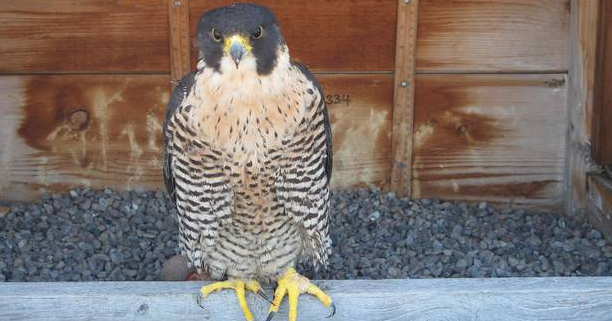 Beauty, who hatched 33 falcons over more than a decade of nesting in Rochester, died Tuesday. - PHOTO PROVIDED BY RFALCONCAM