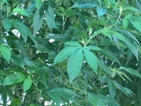 Cuomo revises proposal for marijuana legalization