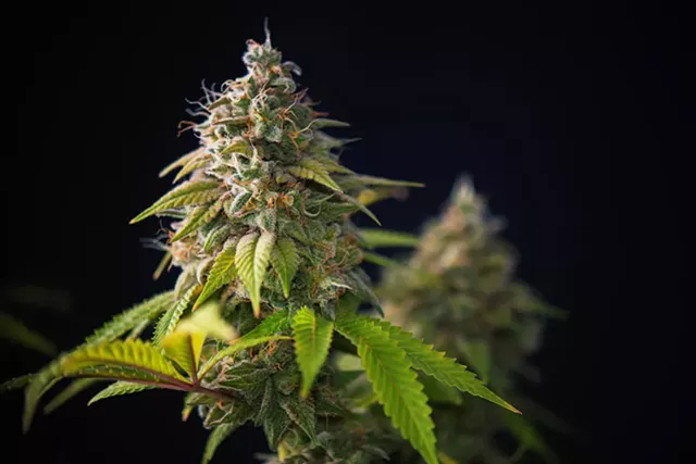 Vaping casts cloud over cannabis legalization