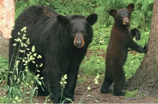 Living with Black Bears in New York State - Vimarsana News