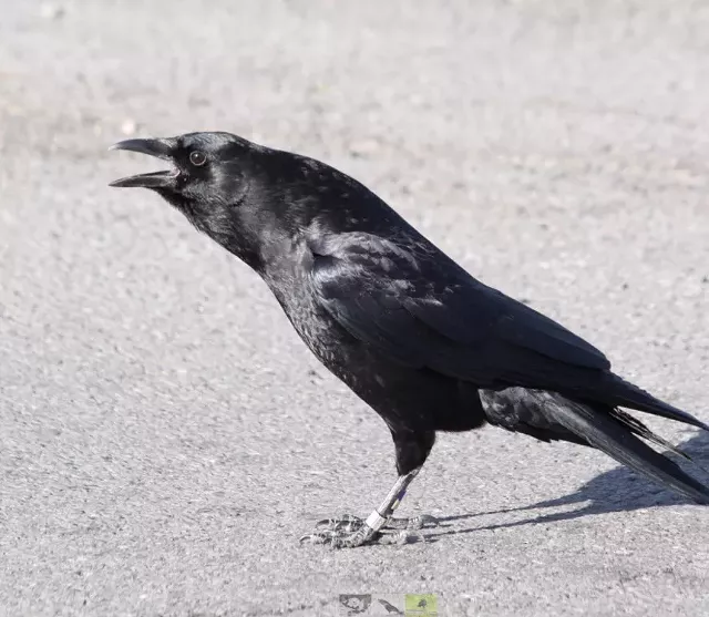 Through the Eyes & Lives of Crows: Opportunities & Challenges of an "Urbanizing" World | Virtual Central Library | Virtual Event, Lectures - Vimarsana News