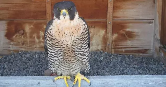 Beauty, a beloved downtown falcon, dead at 15 - Vimarsana News