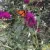 Wildscaping in Any Space @ Livestream