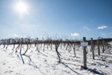 Sunny blue sky over snow covered vineyards - Uploaded by HCV