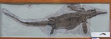 06e657c1_nmh_ichthyosaurus_v2.jpg