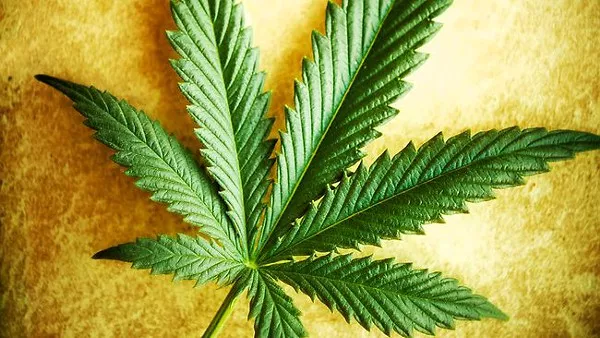 251521-cannabis.jpg